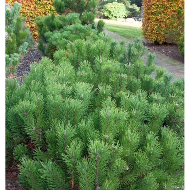 Zwerg Bergkiefer 25-30cm - Pinus mugo Zwerg Bergkiefer 25-30cm - Pinus mugo von Die Nr-01.de