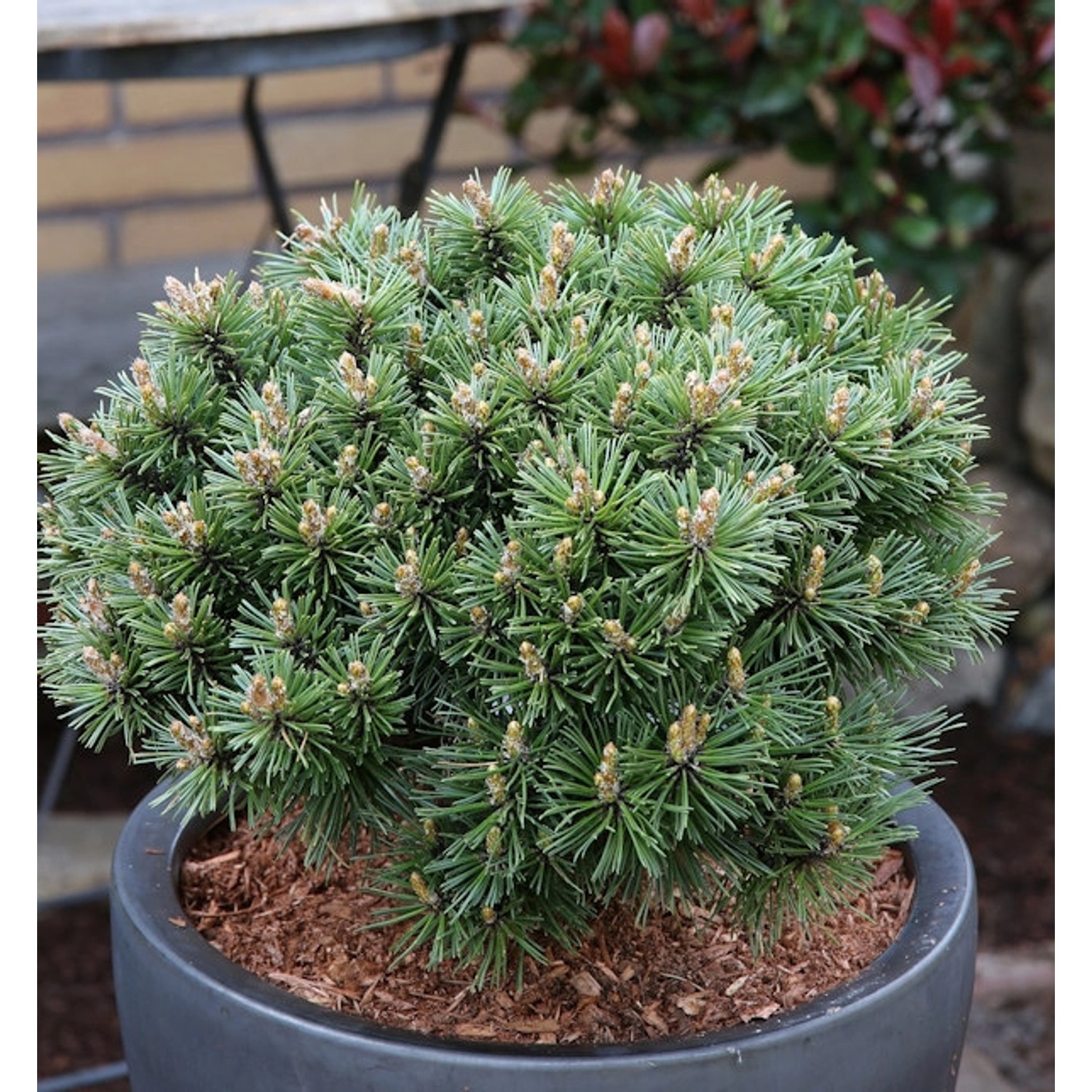 Zwerg Bergkiefer Benjamin 30-40cm - Pinus mugo Zwerg Bergkiefer Benjamin 30-40cm - Pinus mugo von Die Nr-01.de