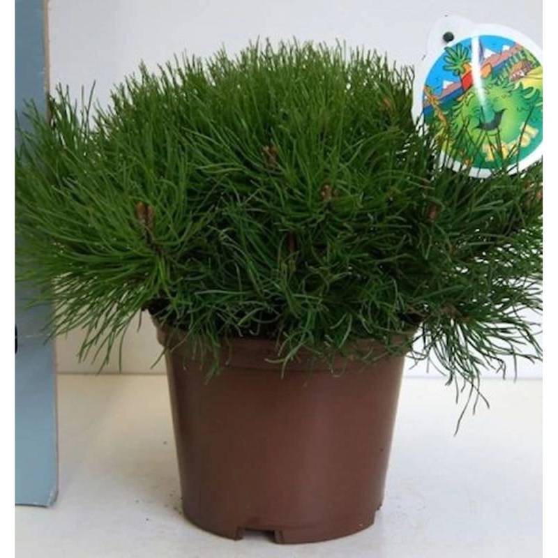 Zwerg Bergkiefer Typ Tirol 15-20cm - Pinus mugo Zwerg Bergkiefer Typ Tirol 15-20cm - Pinus mugo von Die Nr-01.de