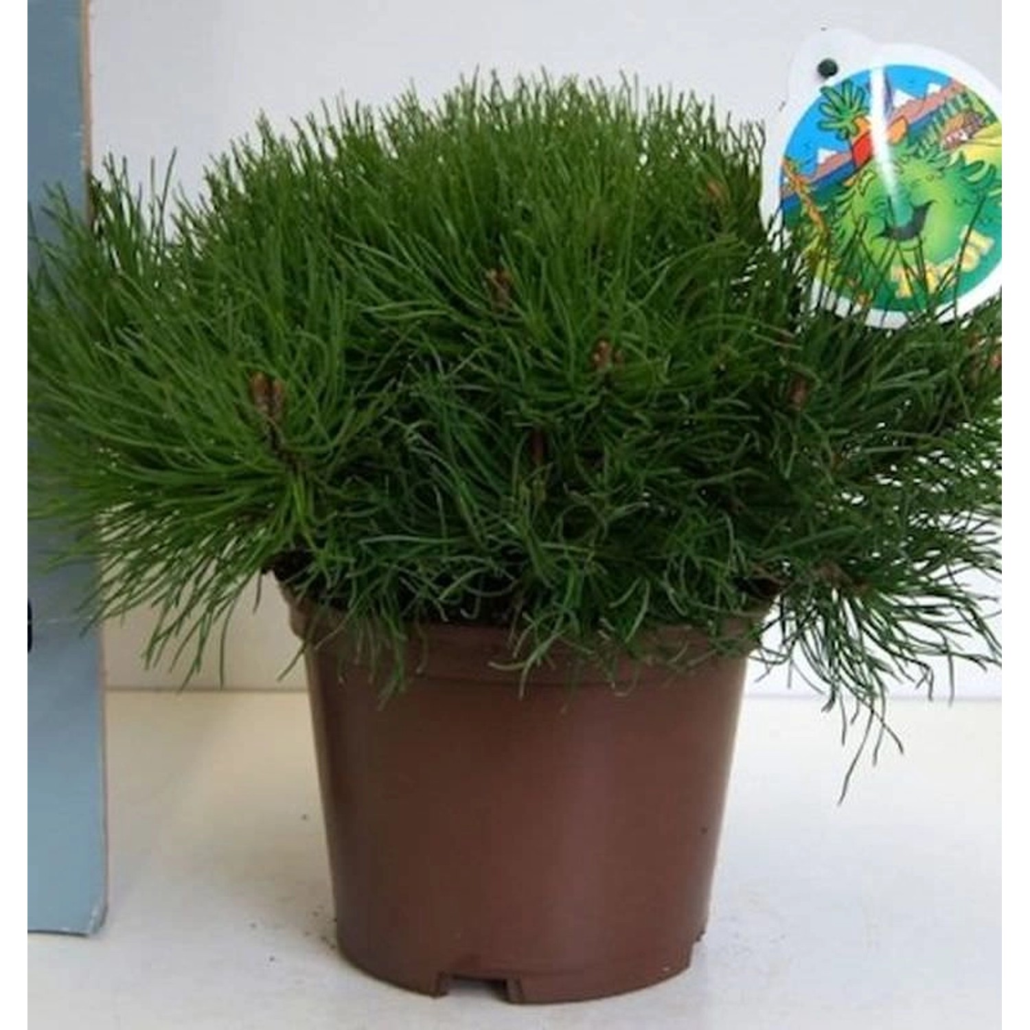 Zwerg Bergkiefer Typ Tirol 20-25cm - Pinus mugo Zwerg Bergkiefer Typ Tirol 20-25cm - Pinus mugo von Die Nr-01.de