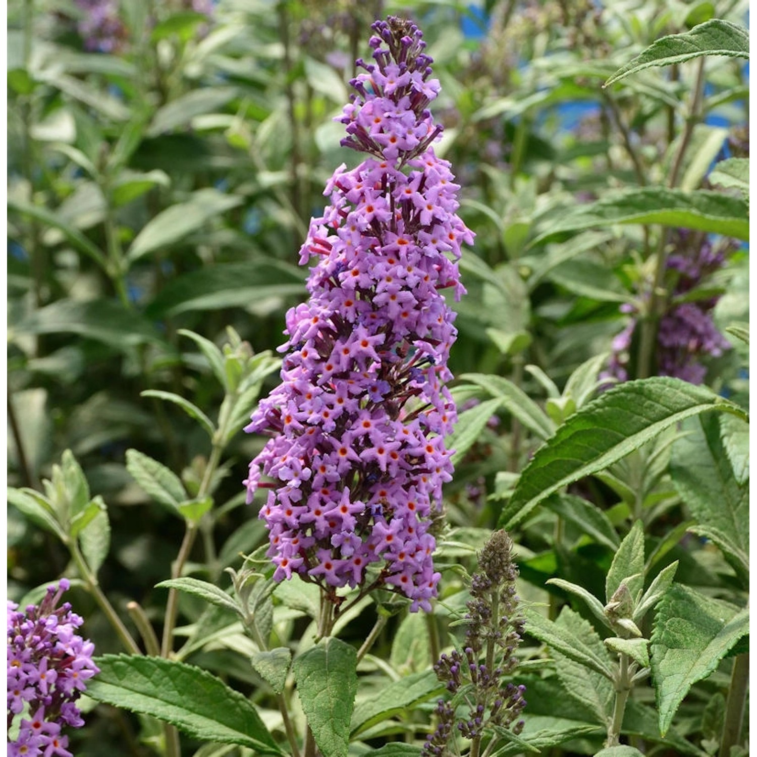 Zwerg Hänge Sommerflieder Little Lila 25-30cm - Buddleja von Die Nr-01.de