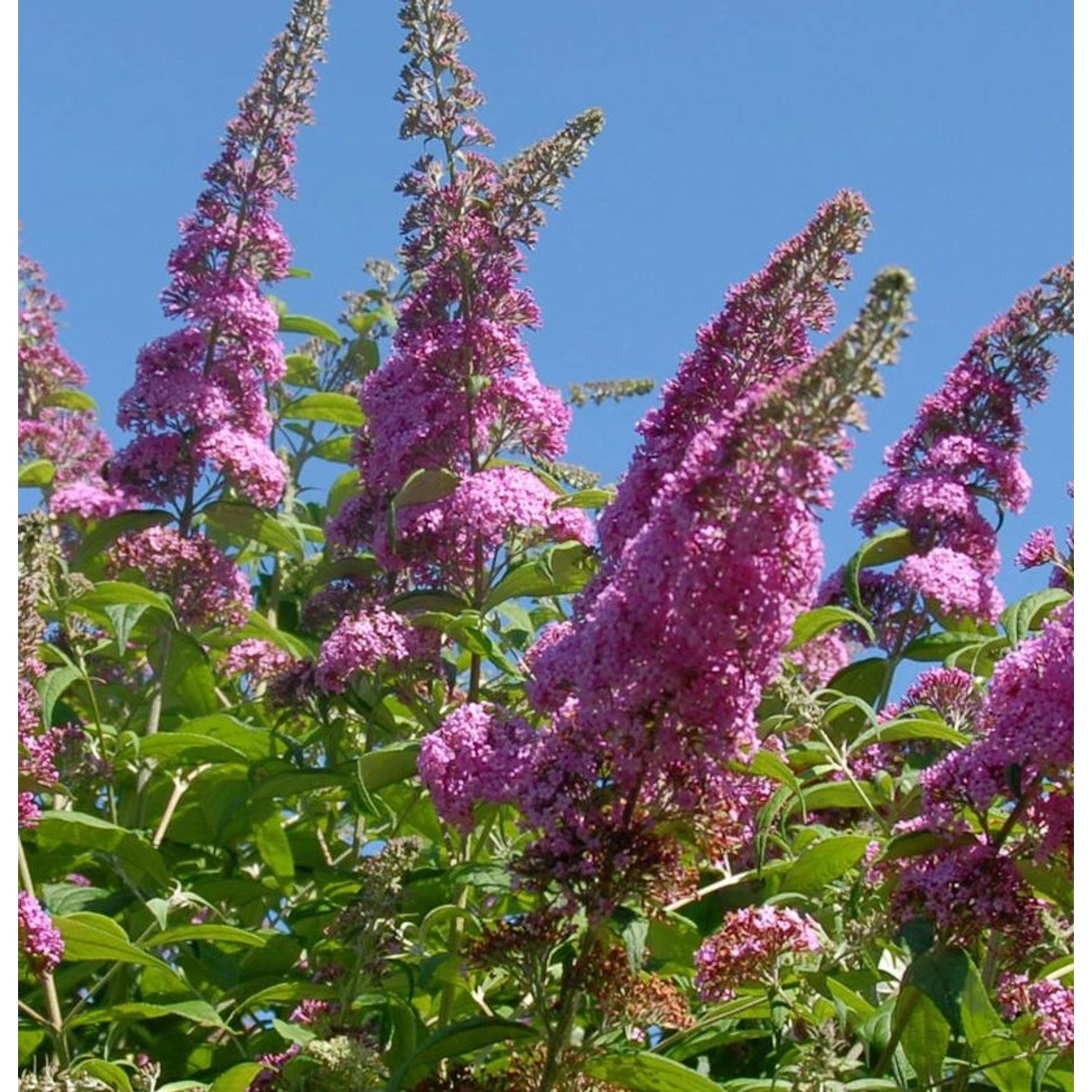 Zwerg Hänge Sommerflieder Little Pink 40-60cm - Buddleja Zwerg Hänge Sommerflieder Little Pink 40-60cm - Buddleja von Die Nr-01.de