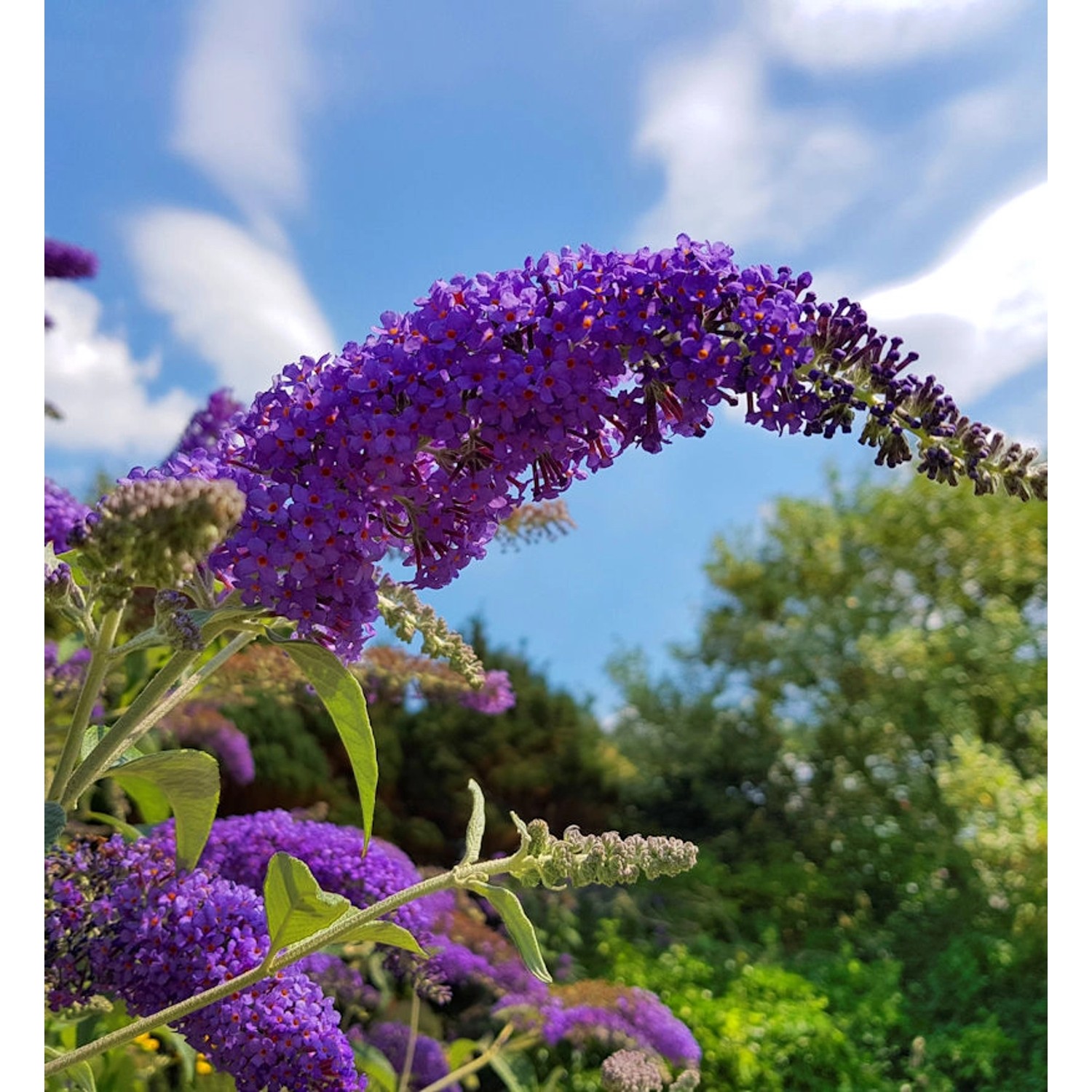 Zwerg Hänge Sommerflieder Little Purple 25-30cm  - Buddleja von Die Nr-01.de