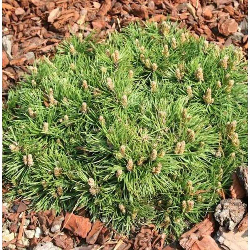 Zwerg Hakenkiefer Grüne Welle 15-20cm - Pinus uncinata Zwerg Hakenkiefer Grüne Welle 15-20cm - Pinus uncinata von Die Nr-01.de