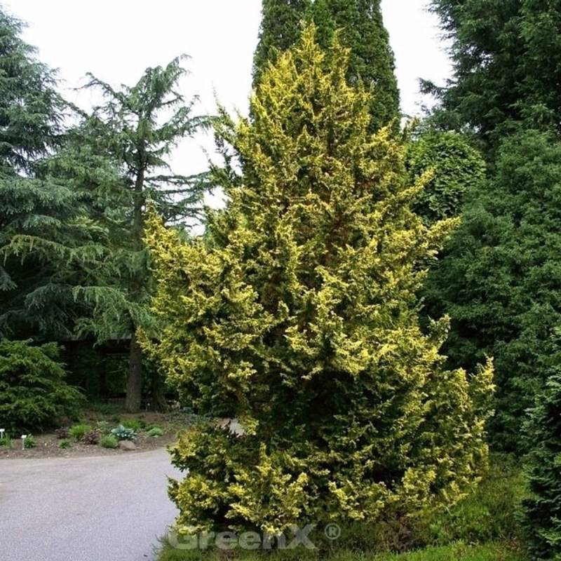 Zwerg Hinoki Scheinzypresse 50-60cm - Chamaecyparis obtusa von Die Nr-01.de