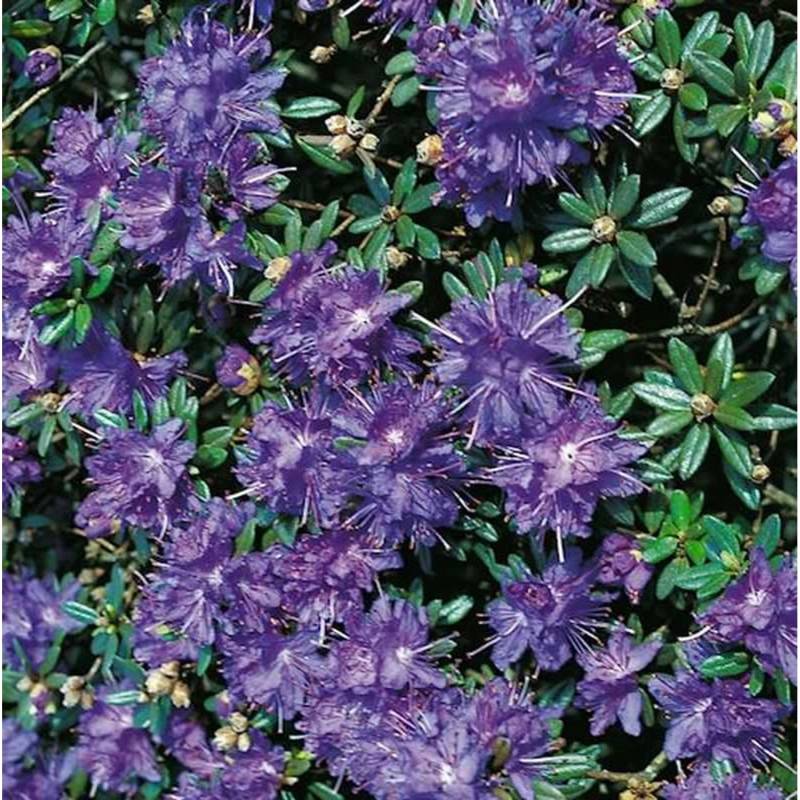 Zwerg Rhododendron Azurika 15-20cm - Rhododendron impeditum - Zwerg Alpenrose Zwerg Rhododendron Azurika 15-20cm - Rhododendron impeditum - Zwerg Alpenrose von Die Nr-01.de