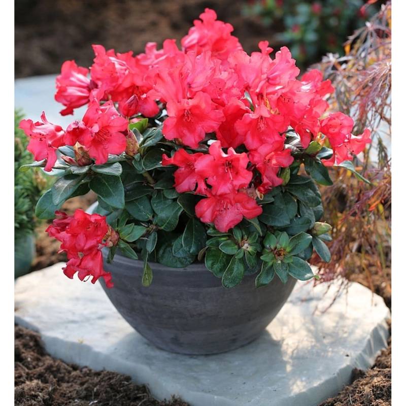 Zwerg Rhododendron Bad Eilsen 30-40cm - Rhododendron repens Zwerg Rhododendron Bad Eilsen 30-40cm - Rhododendron repens von Die Nr-01.de