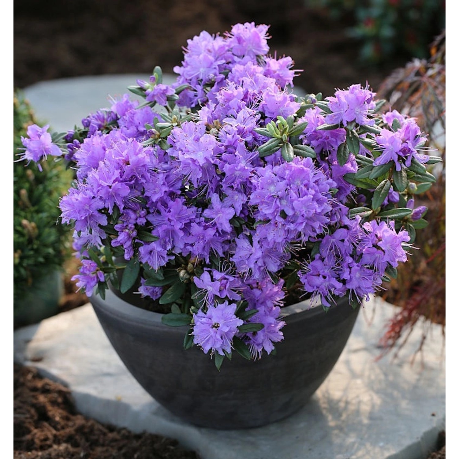 Zwerg Rhododendron Luisella 40-50cm - Rhododendron impeditum - Zwerg Alpenrose Zwerg Rhododendron Luisella 40-50cm - Rhododendron impeditum - Zwerg Alpenrose von Die Nr-01.de