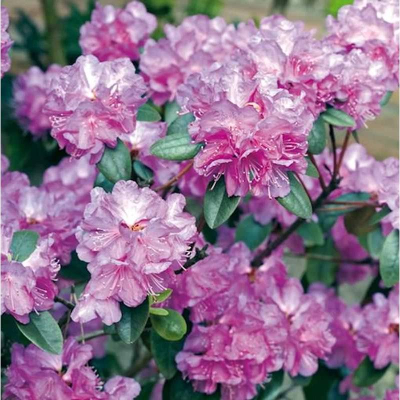 Zwerg Rhododendron P. J. Mezitt 20-25cm - Rhododendron impeditum - Zwerg Alpenrose von Die Nr-01.de