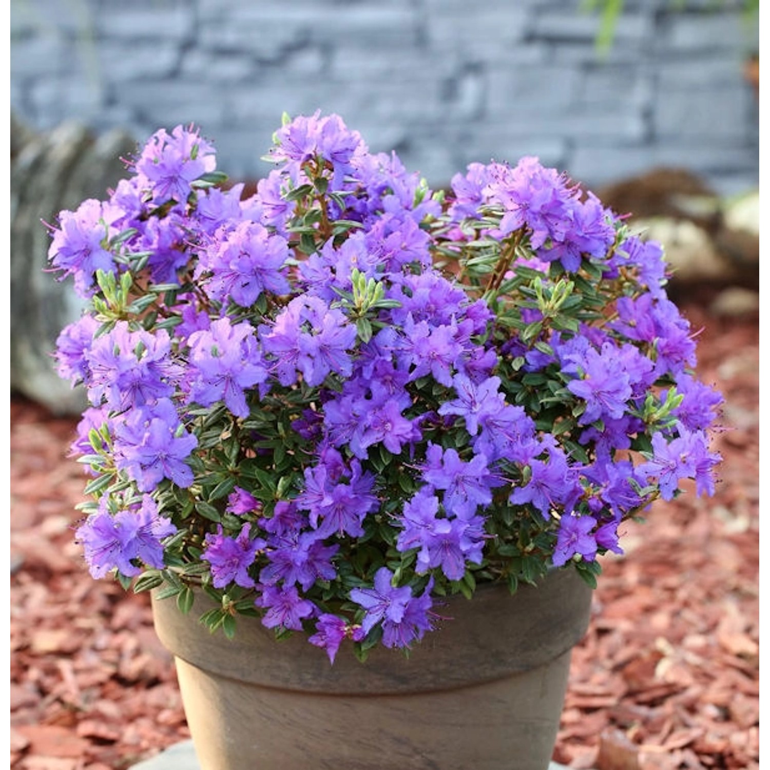Zwerg Rhododendron Purple Pillow 30-40cm - Rhododendron russatum - Zwerg Alpenrose Zwerg Rhododendron Purple Pillow 30-40cm - Rhododendron russatum - Zwerg Alpenrose von Die Nr-01.de