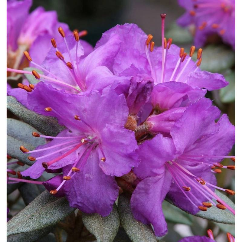 Zwerg Rhododendron Saint Merryn 20-25cm - Rhododendron impeditum - Zwerg Alpenrose von Die Nr-01.de