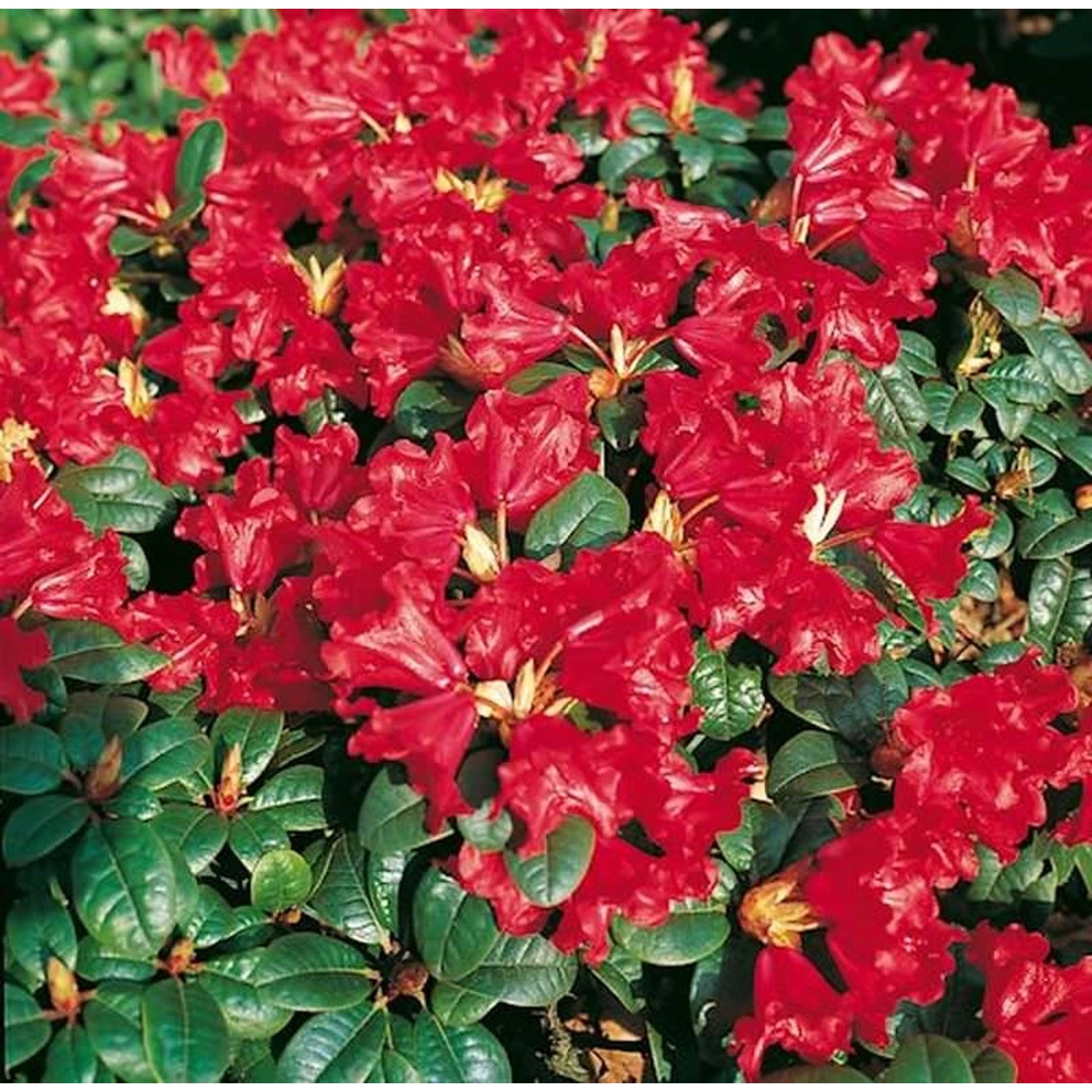 Zwerg Rhododendron Scarlet Wonder 30-40cm - Rhododendron repens - Zwerg Alpenrose Zwerg Rhododendron Scarlet Wonder 30-40cm - Rhododendron repens - Zwerg Alpenrose von Die Nr-01.de
