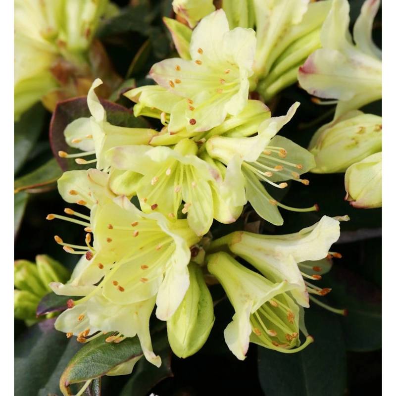 Zwerg Rhododendron Shamrock 30-40cm - Zwerg Alpenrose von Die Nr-01.de