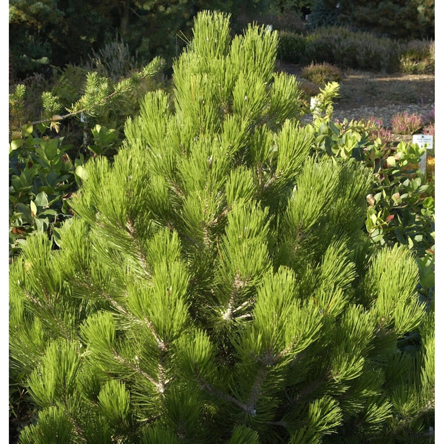 Zwerg Schlangenhautkiefer Zwerg Panzerkiefer 50-60cm - Pinus heldreichii Compact Gem Zwerg Schlangenhautkiefer Zwerg Panzerkiefer 50-60cm - Pinus heldreichii Compact Gem von Die Nr-01.de
