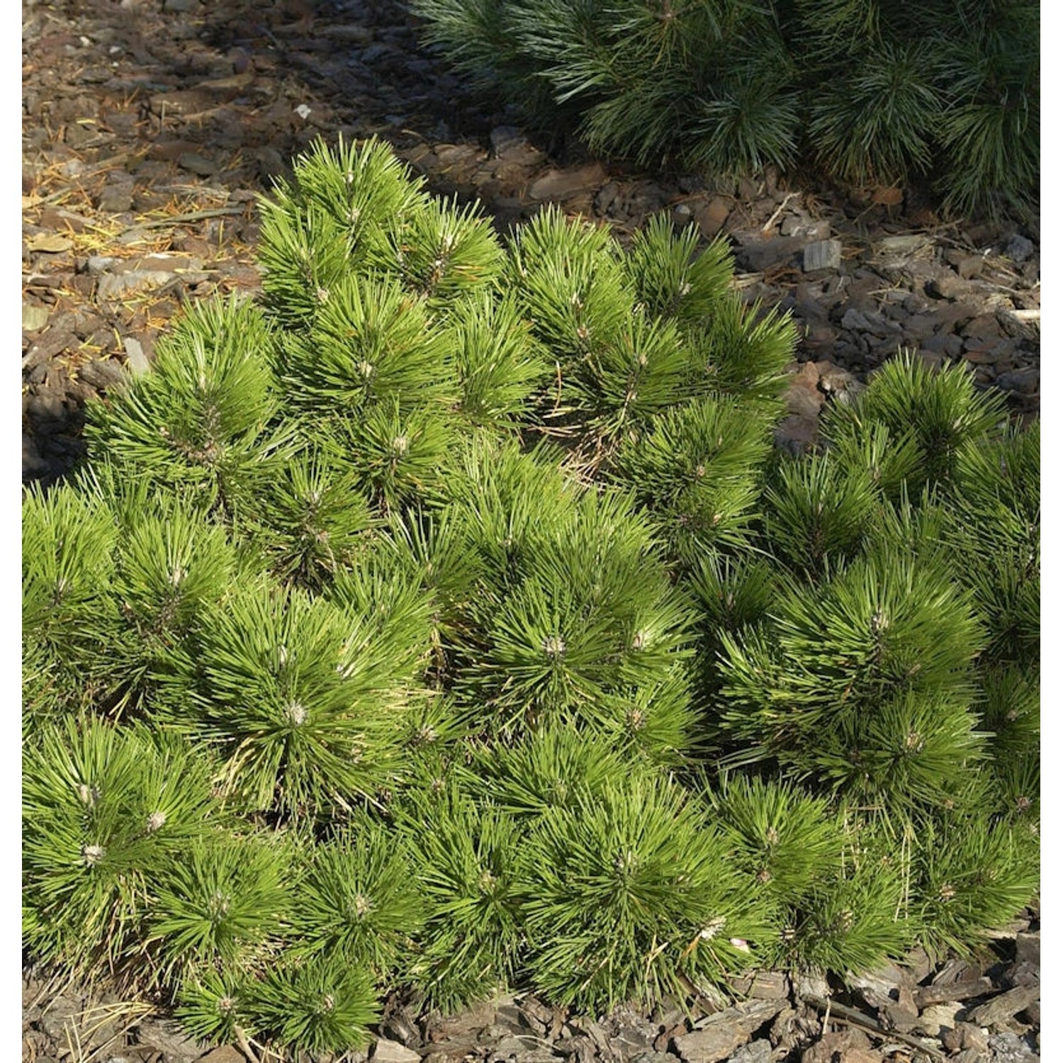 Zwerg Schwarzkiefer Hornibrookiana 40-50cm - Pinus nigra von Die Nr-01.de
