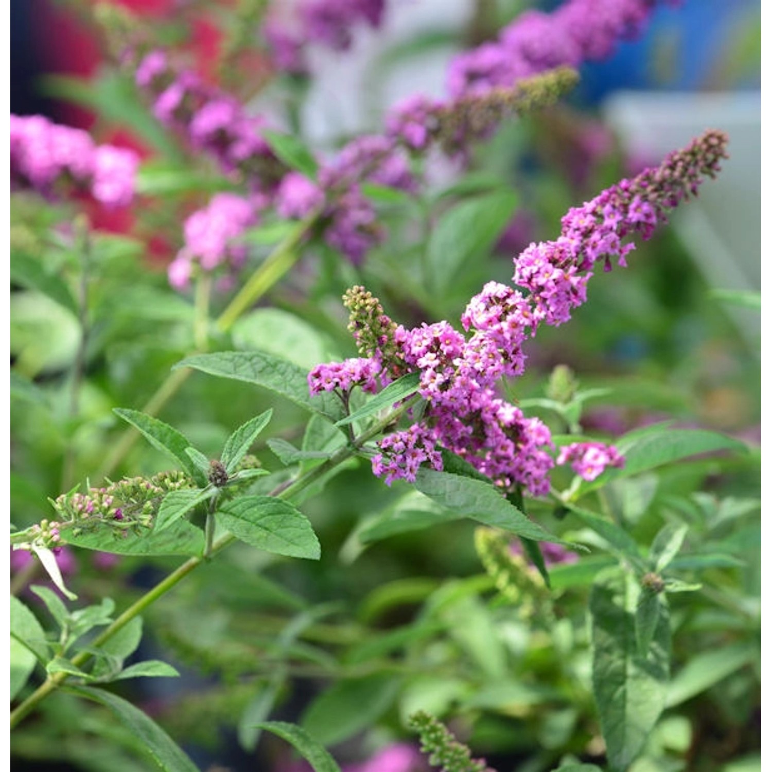 Zwerg Sommerflieder Pink Micro Chip 30-40cm - Buddleja Zwerg Sommerflieder Pink Micro Chip 30-40cm - Buddleja von Die Nr-01.de