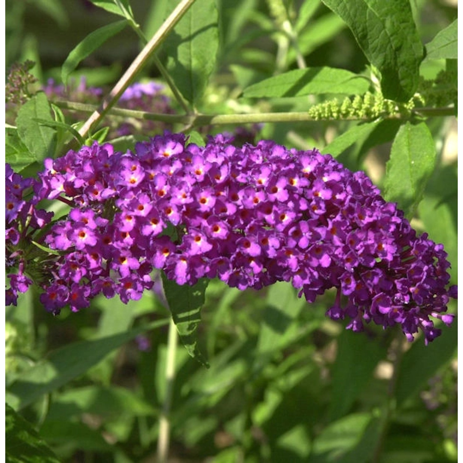 Zwerg Sommerflieder Purple Chip 40-60cm - Buddleja Zwerg Sommerflieder Purple Chip 40-60cm - Buddleja von Die Nr-01.de