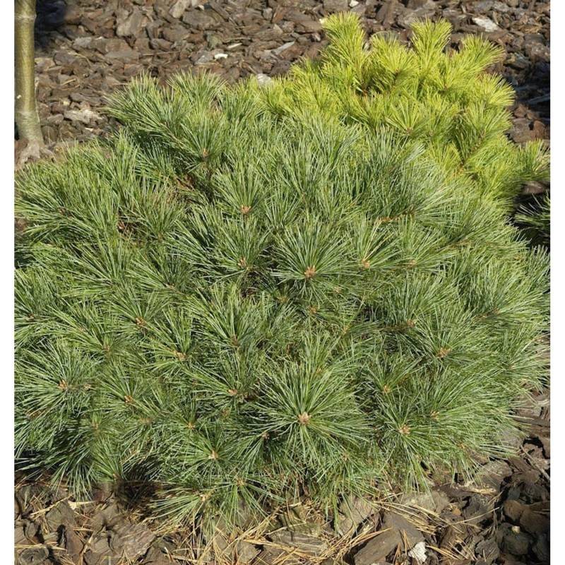 Zwerg-Weymouths-Kiefer Blue Shag 20-25cm - Pinus strobus von Die Nr-01.de