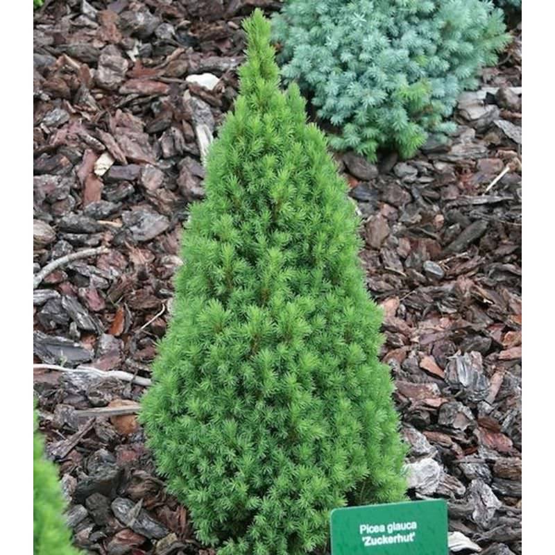Zwerg Zuckerhutfichte 70-80cm - Picea glauca von Die Nr-01.de