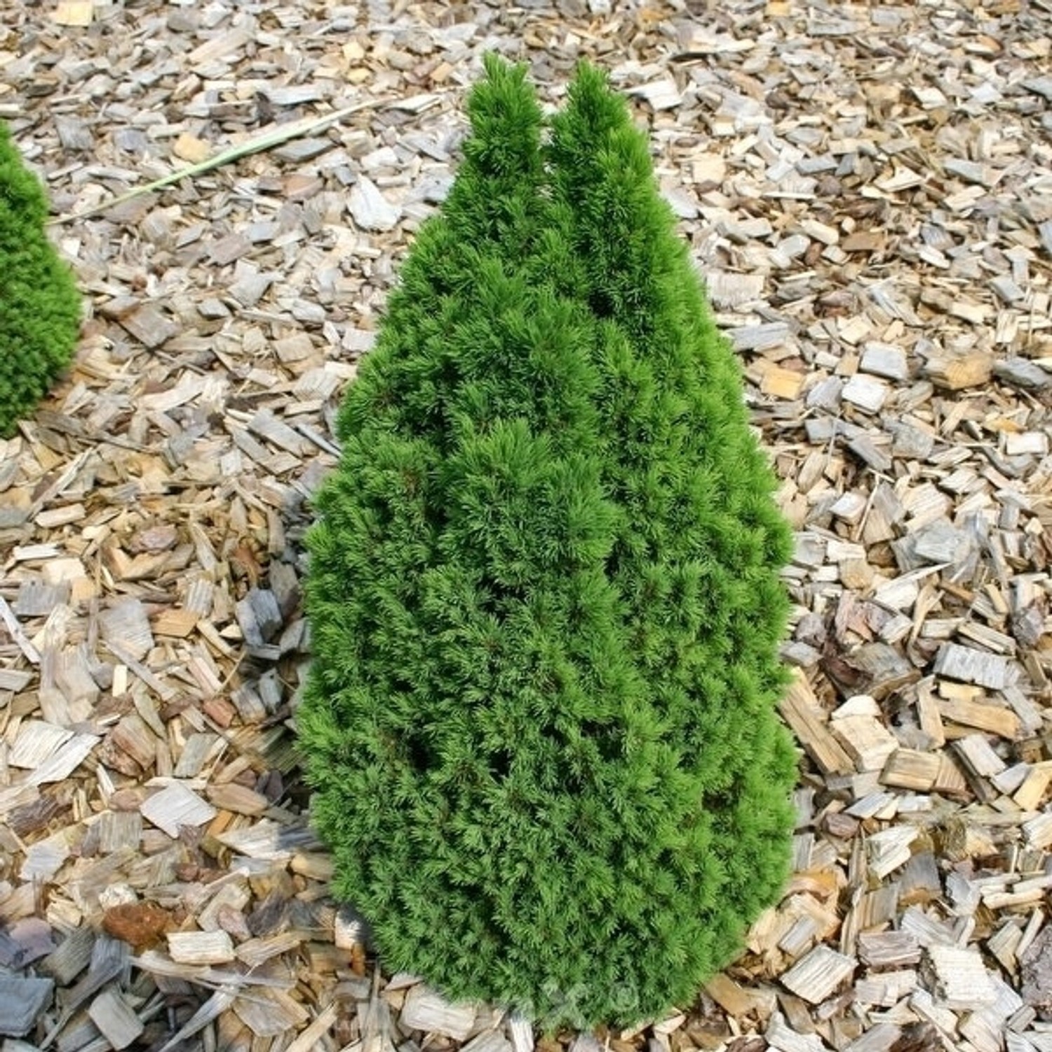 Zwerg Zuckerhutfichte Laurin 60-70cm - Picea glauca von Die Nr-01.de