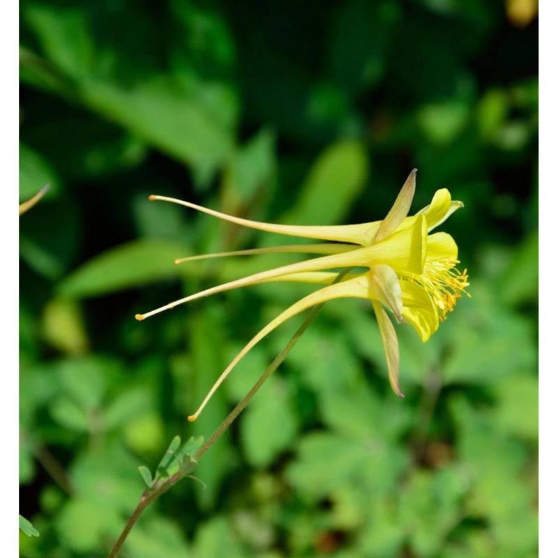 Zwergakelei Spring Magic Gelb - Aquilegia flabellata von Die Nr-01.de