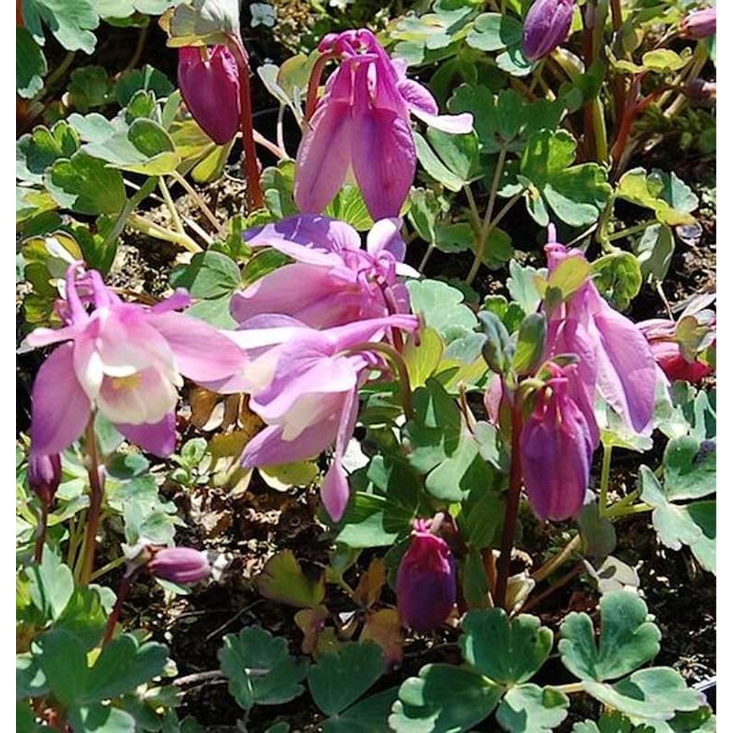 Zwergakelei Spring Magic Rosa-Weiß - Aquilegia flabellata Zwergakelei Spring Magic Rosa-Weiß - Aquilegia flabellata von Die Nr-01.de