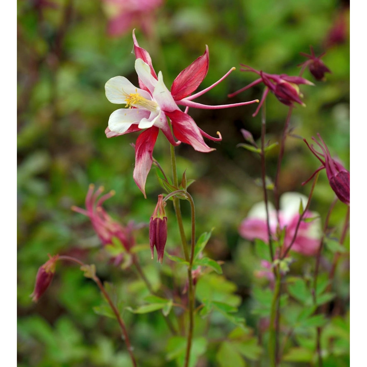 Zwergakelei Spring Magic Rose and Ivory - Aquilegia flabellata Zwergakelei Spring Magic Rose and Ivory - Aquilegia flabellata von Die Nr-01.de