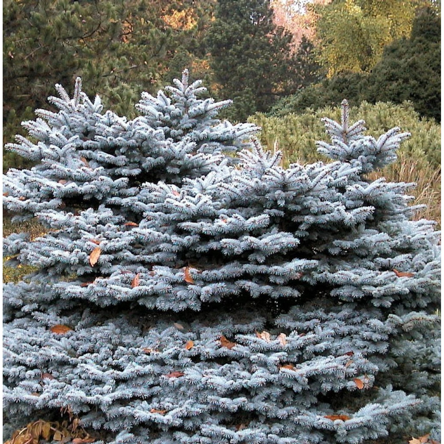 Zwergblaufichte 60-80cm - Picea pungens von Die Nr-01.de