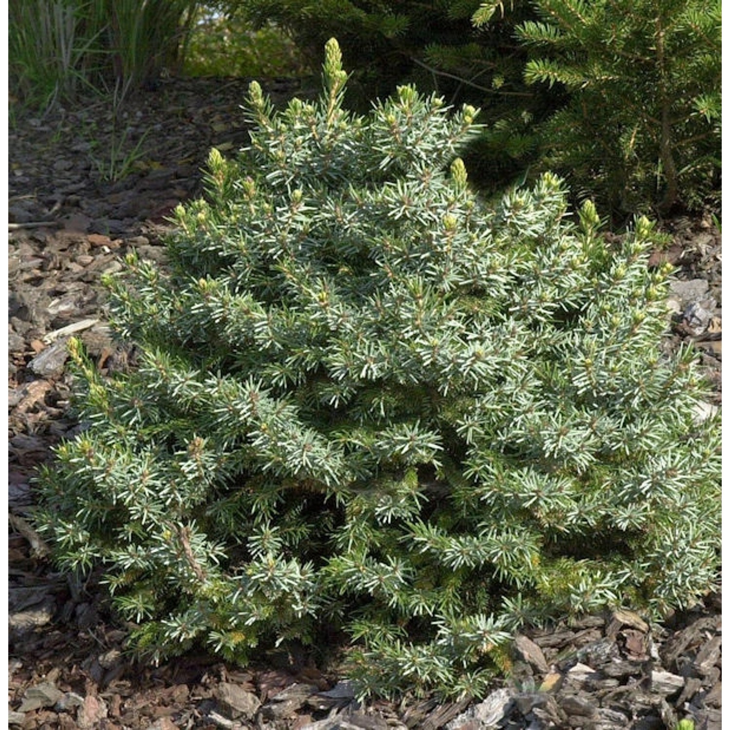 Zwergfichte 50-60cm - Picea omorika Nana von Die Nr-01.de