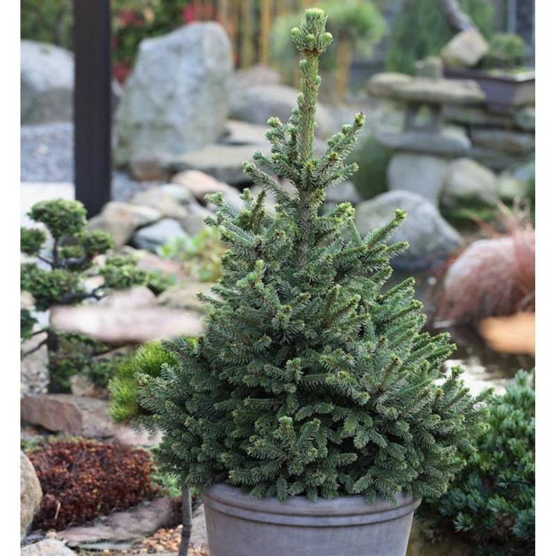 Zwergfichte Wills Zwerg 70-80cm - Picea abies von Die Nr-01.de
