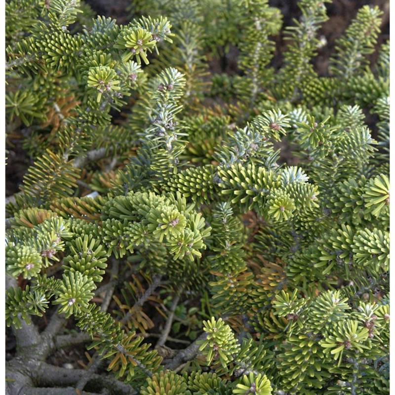 Zwergige Koreatanne 40-50cm - Abies koreacarpa Zwergige Koreatanne 40-50cm - Abies koreacarpa von Die Nr-01.de