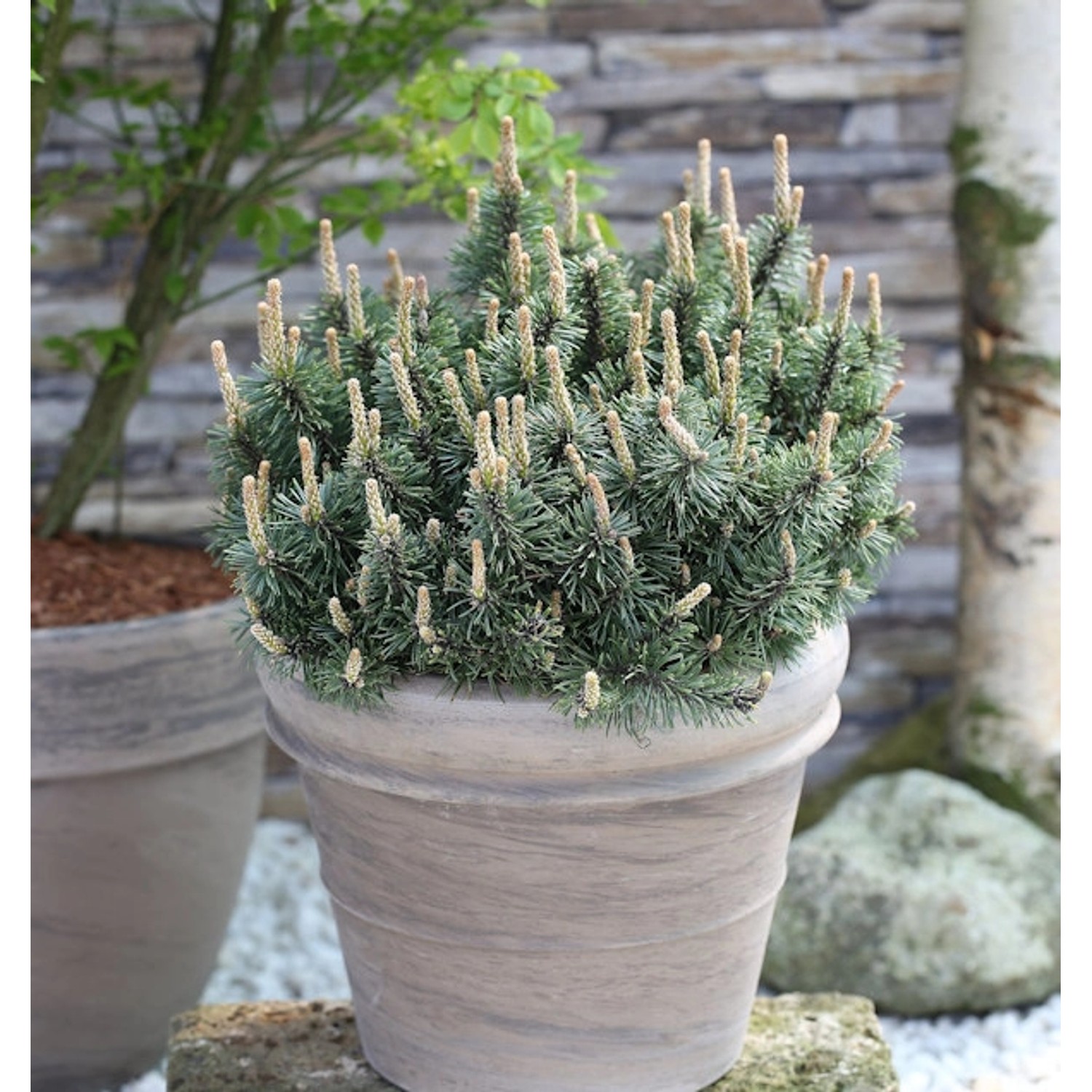 Zwergkiefer Humpy 30-40cm - Pinus mugo von Die Nr-01.de