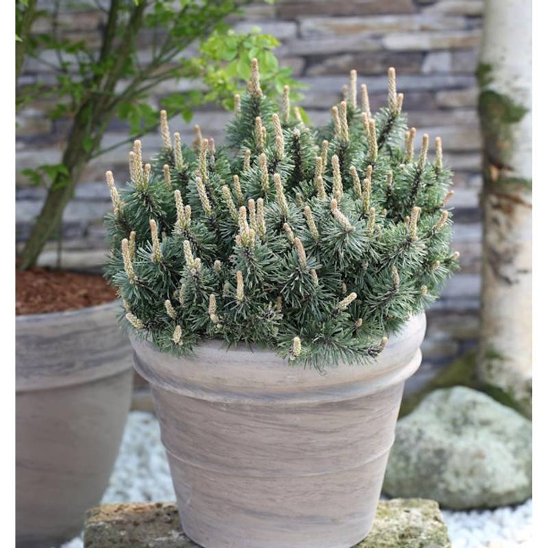 Zwergkiefer Humpy 30-40cm - Pinus mugo Zwergkiefer Humpy 30-40cm - Pinus mugo von Die Nr-01.de