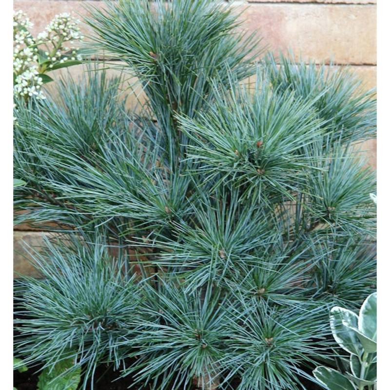 Zwergseidenkiefer 20-25cm - Pinus strobus von Die Nr-01.de