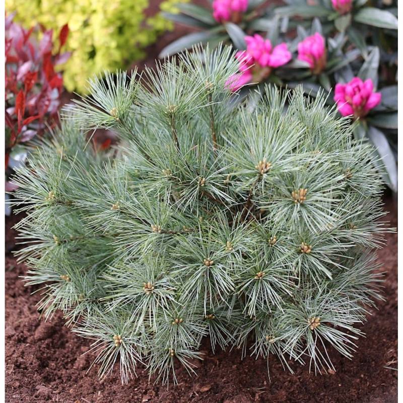 Zwergseidenkiefer Minima 30-40cm - Pinus strobus von Die Nr-01.de