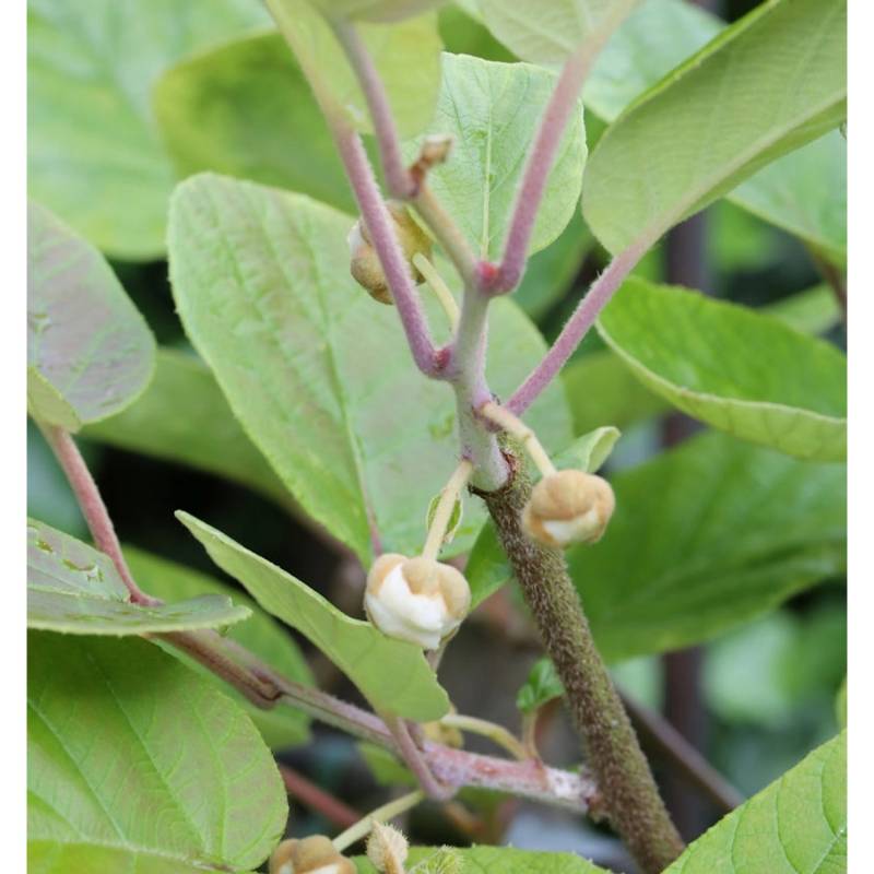 männliche Kiwi Male 60-80cm - Actinidia chinensis von Die Nr-01.de