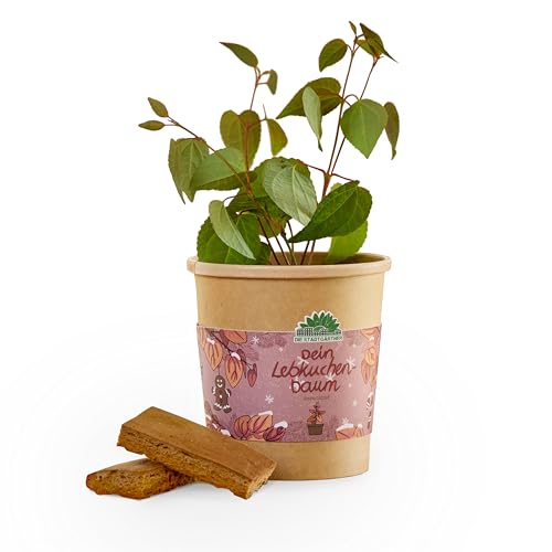 Anzuchtset für einen Lebkuchenbaum von "Die Stadtgärtner" | Katsura-Baum Starter-Set inkl. Pflanzbecher, Saatgut und Kokoserde | Tolle Geschenk-idee für Freunde, Kinder, Gärtner & Co. Anzuchtset für einen Lebkuchenbaum von "Die Stadtgärtner" | Katsura-Baum Starter-Set inkl. Pflanzbecher, Saatgut und Kokoserde | Tolle Geschenk-idee für Freunde, Kinder, Gärtner & Co. von Die Stadtgärtner