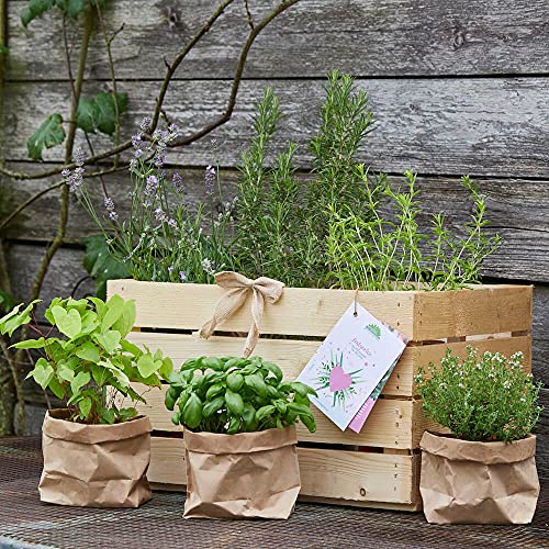 Die Stadtgärtner – Liebes-Pflanzen „Lustgarten“ – 6 liebevolle Pflanzen in robuster Geschenkkiste aus Holz von Die Stadtgärtner