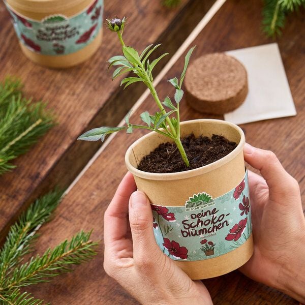 Die Stadtgärtner Schokoblumen aus dem Becher I Anzuchtset I Nachhaltiges Weihnachtsgeschenk von Die Stadtgärtner