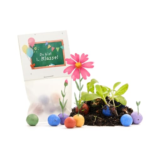Nachhaltiges Geschenk zur Einschulung – Du bist 1. Klasse | 5 bunte Blumenmurmeln | Geschenk zum Schulstart, zur Schuleinführung, zum Start in die 1. Klasse | Geschenkidee Schultüte, Zuckertüte von Die Stadtgärtner