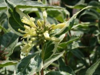 Amerikanische Weigelie 'Cool Splash', 40-60 cm, Diervilla sessilifolia 'Cool Splash', Containerware von Diervilla sessilifolia 'Cool Splash'