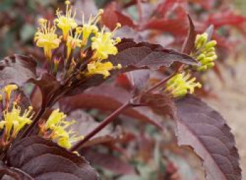 Amerikanische Weigelie 'Diva' ®, 40-60 cm, Diervilla x splendens 'Diva' ®, Containerware von Diervilla x splendens 'Diva' ®