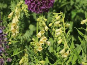 Großblütiger Fingerhut, Digitalis grandiflora, Containerware von Digitalis grandiflora