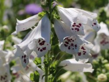 Weißblühender Fingerhut 'Alba', Digitalis purpurea 'Alba', Topfware von Digitalis purpurea 'Alba'