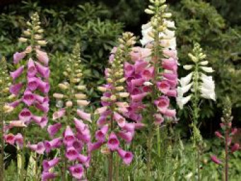 Fingerhut 'Foxy', Digitalis purpurea 'Foxy', Topfware von Digitalis purpurea 'Foxy'