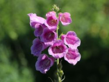 Fingerhut 'Gloxiniaeflora', Digitalis purpurea 'Gloxiniaeflora', Topfware von Digitalis purpurea 'Gloxiniaeflora'
