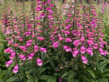 Fingerhut 'Lucas Pink', Digitalis purpurea 'Lucas Pink', Topfware von Digitalis purpurea 'Lucas Pink'
