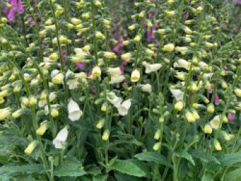 Fingerhut 'Lucas White', Digitalis purpurea 'Lucas White', Topfware von Digitalis purpurea 'Lucas White'