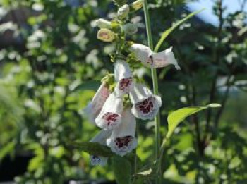 Fingerhut 'Pam's Choice', Digitalis purpurea 'Pam's Choice', Topfware von Digitalis purpurea 'Pam's Choice'