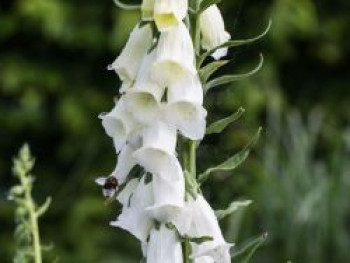 Fingerhut 'Snow Thimble', Digitalis purpurea 'Snow Thimble', Topfware von Digitalis purpurea 'Snow Thimble'